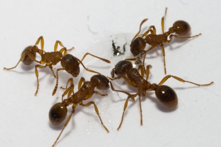 Уничтожение муравьев   в Волоколамске 