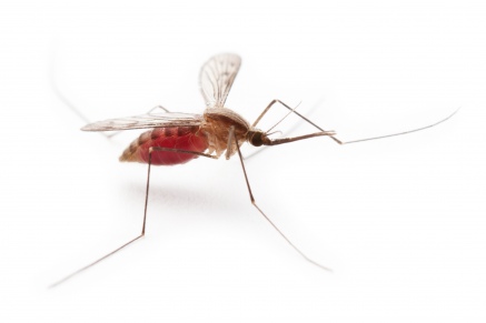 Уничтожение комаров   в Волоколамске 